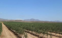 The Threat to our Ecosystem – The Ecocide of the Olive Industry