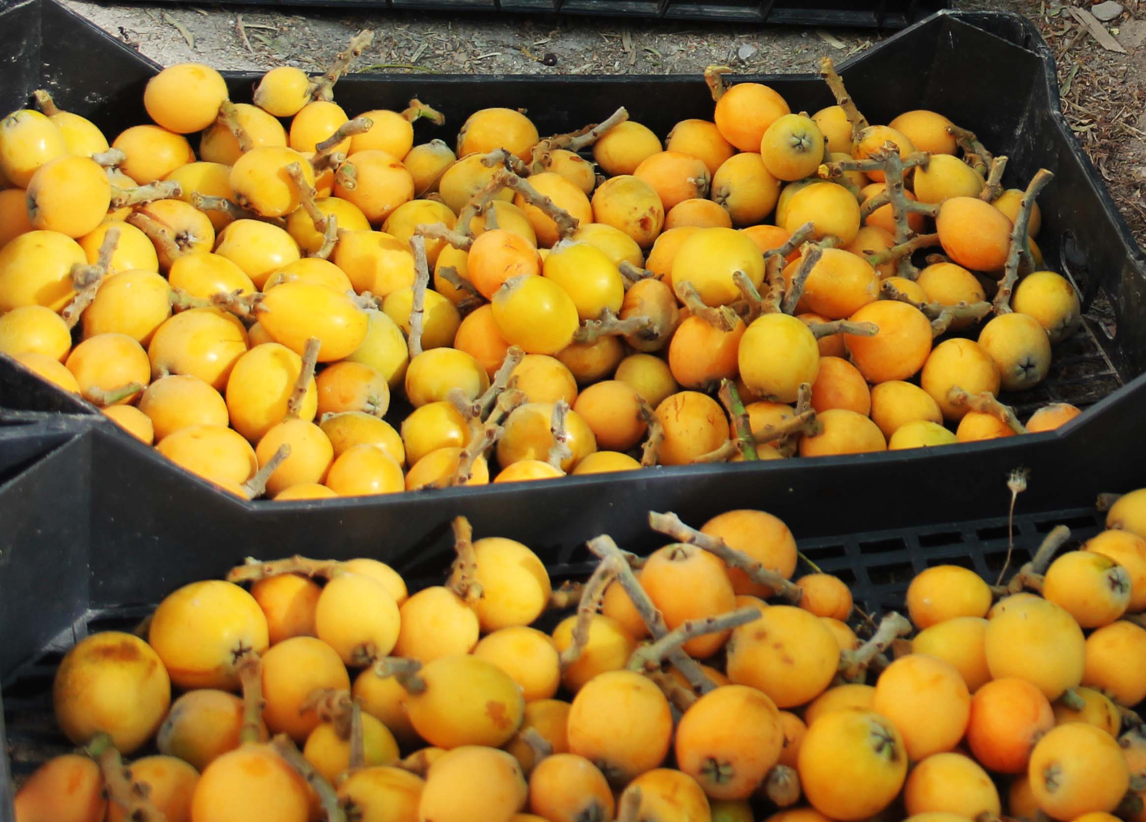 How to trim a loquat / níspero tree Sunseed Desert Technology