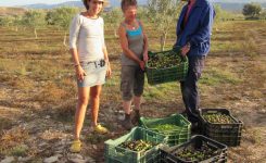 Olive and almond picking at Sunseed – the eco way