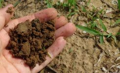 Closing the circle: making your own compost lasagne