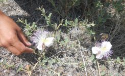 Capers: picking and preserving your own