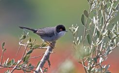 Colour Ringing Project for Sylvia Melanocephala (Sardinian Warbler)