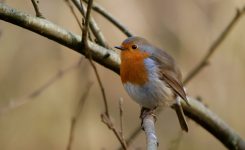 Colour Ringing Project for Sylvia atricapilla (Blackcap) and Erithacus rubecula (Robin)