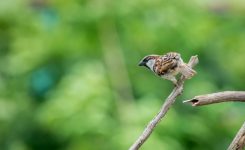 Colour Ringing Project for Passer domesticus (House Sparrow)